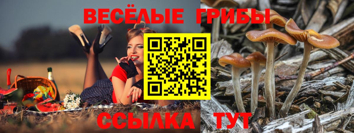 Галлюциногенные грибы Psilocybe Нарьян-Мар